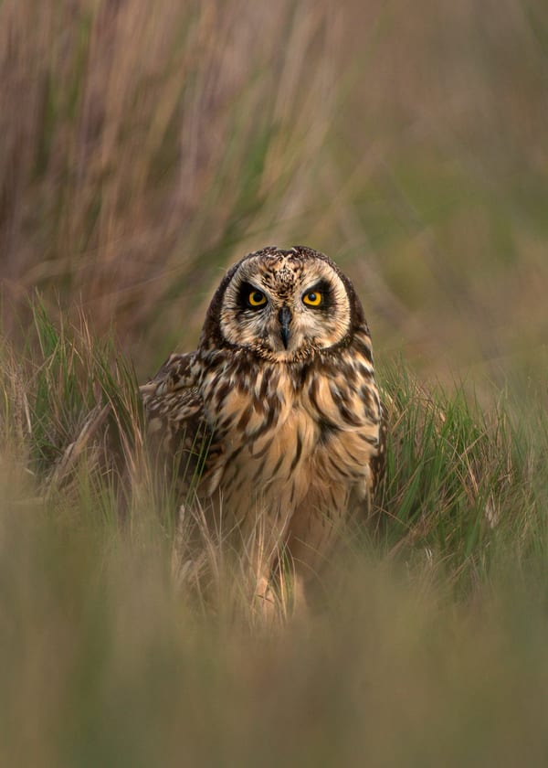 Lechuzón de campo (Asio flammeus)