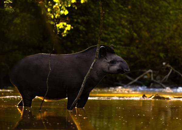 Tapir (Tapirus terrestris)