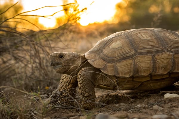 Tortuga terrestre (Chelonoidis chilensis)