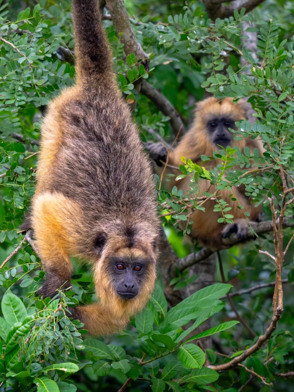 Carayá (Alouatta caraya)