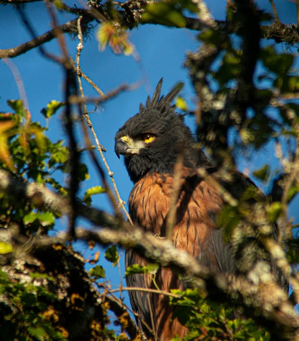 Águila poma (Spizaetus isidori)
