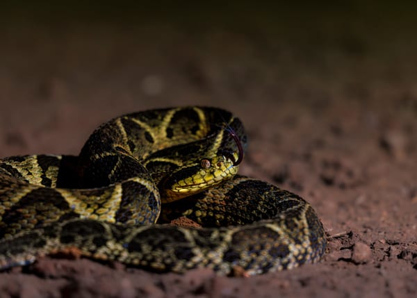 Yararacusú (Bothrops jararacussu)