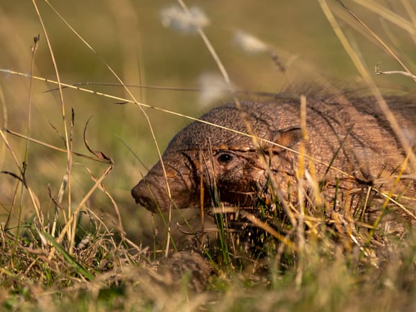 Peludo (Chaetophractus villosus)