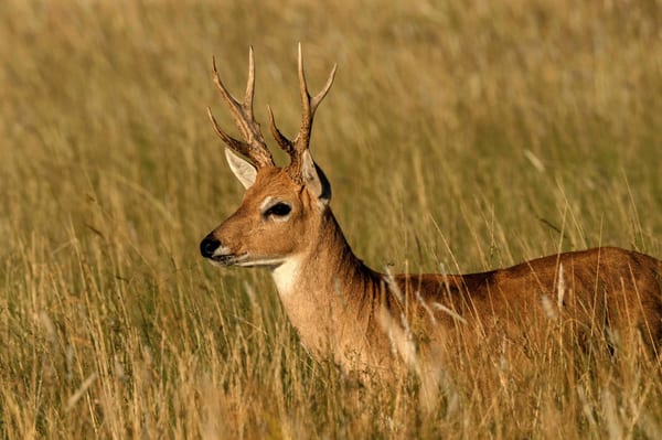 Venado de las pampas (Ozotoceros bezoarticus)