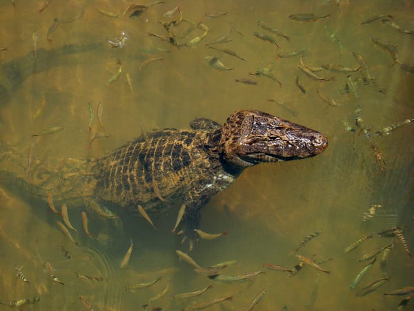 Yacaré overo (Caiman latirostris)