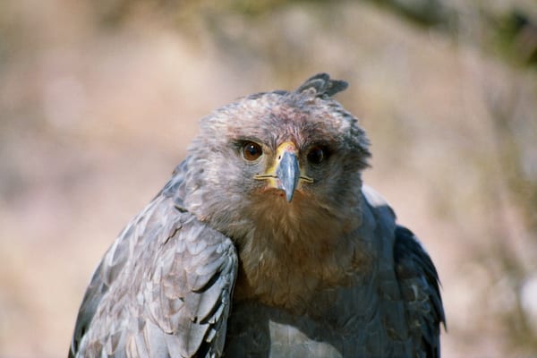 Águila coronada (Buteogallus coronatus)