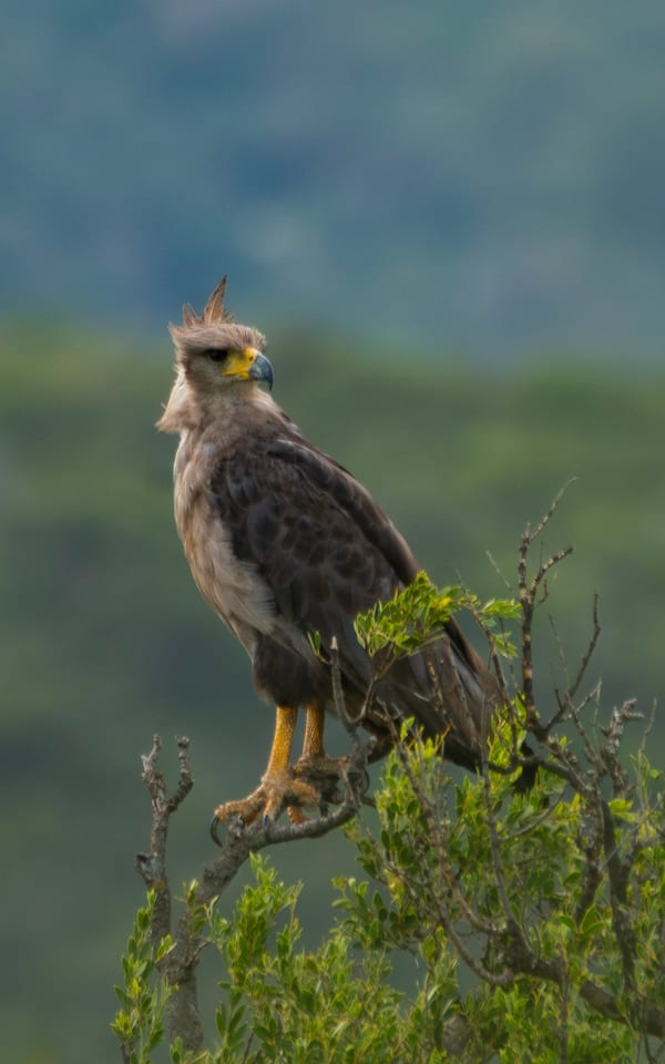 Águila coronada (Buteogallus coronatus)
