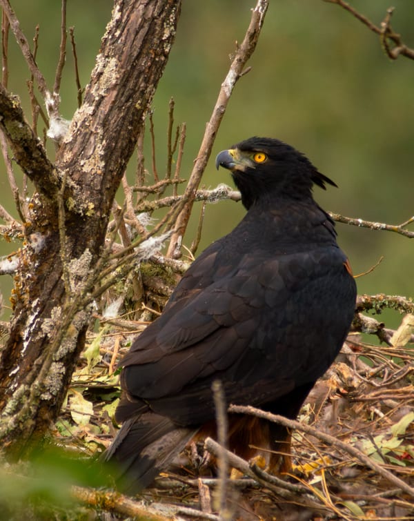 Águila poma (Spizaetus isidori)