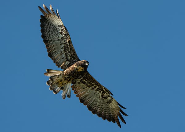 Aguilucho alas largas (Geranoaetus albicaudatus)