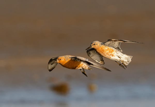 Playero rojizo (Calidris canutus)