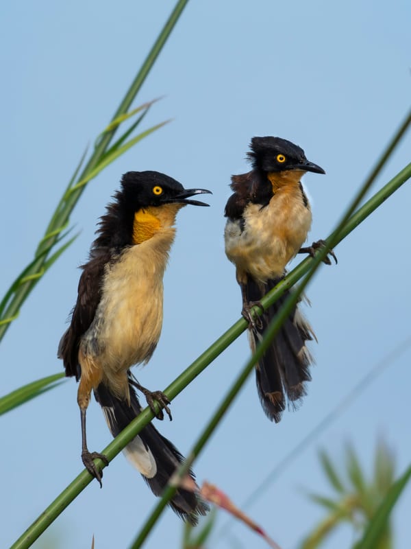 Angú (Donacobius atricapilla)