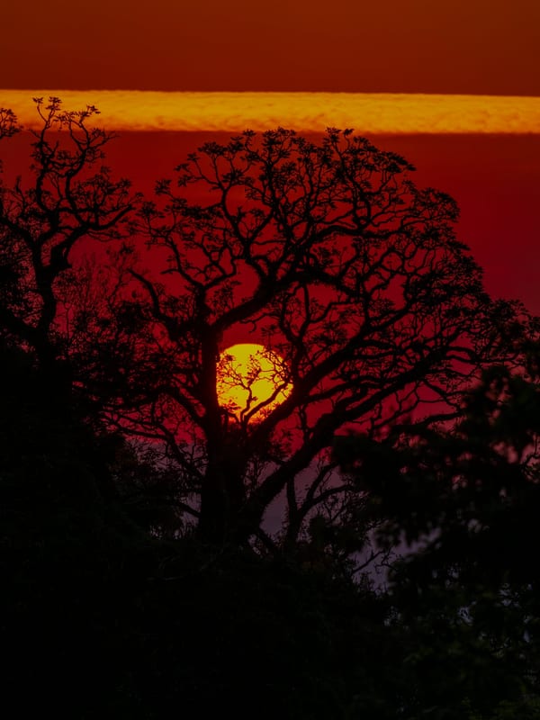 Atardecer en la selva