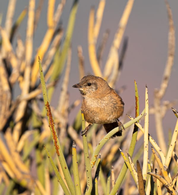 Canastero castaño (Pseudasthenes steinbachi)