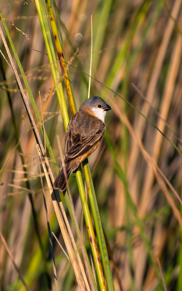 Capuchino pecho blanco (Sporophila palustris)