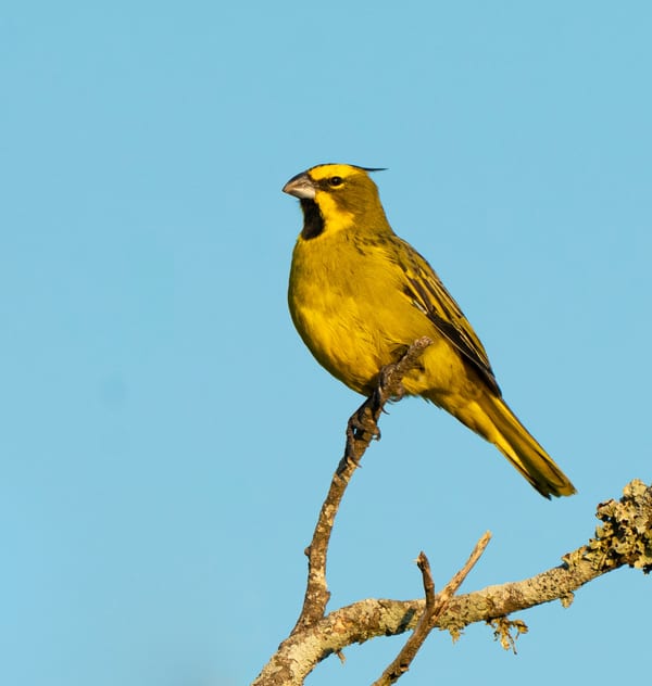Cardenal amarillo (Gubernatrix cristata)