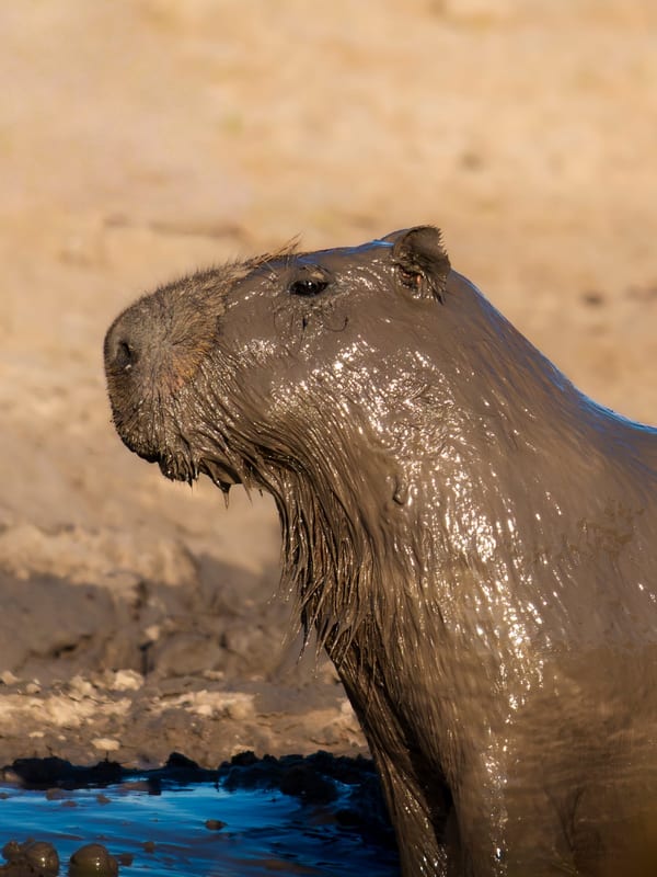 Carpincho (Hydrochoerus hydrochaeris)