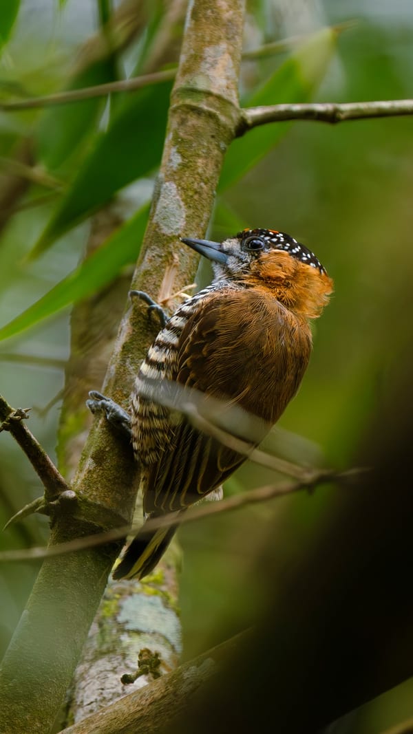 Carpinterito cuello canela (Picumnus temminckii)