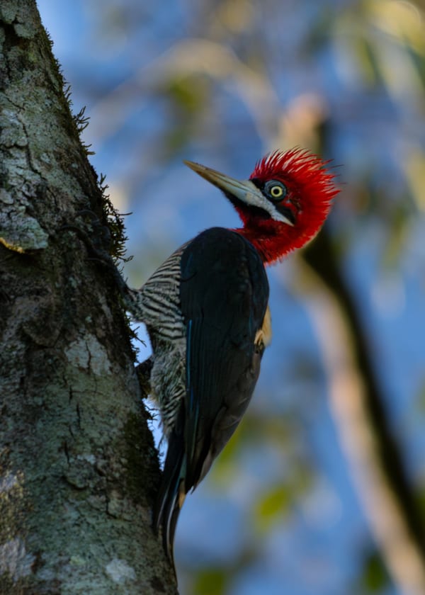 Carpintero grande (Campephilus robustus)