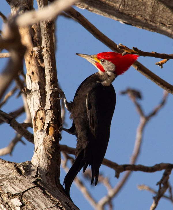 Carpintero negro (Dryocopus schulzii)