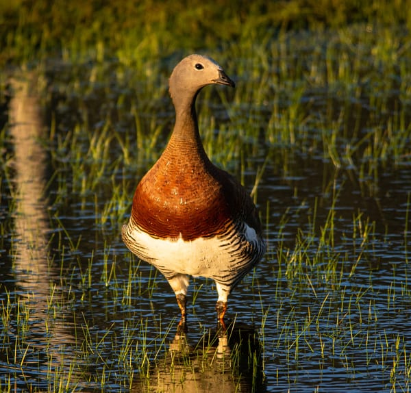 Cauquén real (Chloephaga poliocephala)
