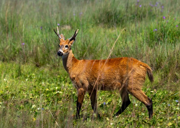 Ciervo de los pantanos (Blastocerus dichotomus)