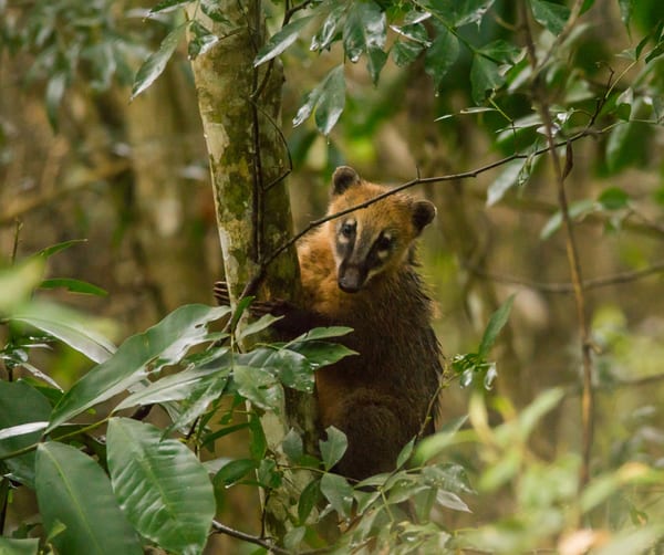 Coatí (Nasua nasua)