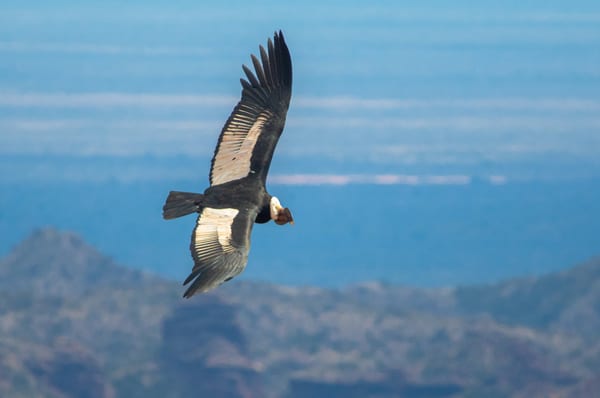 Cóndor andino (Vultur gryphus)