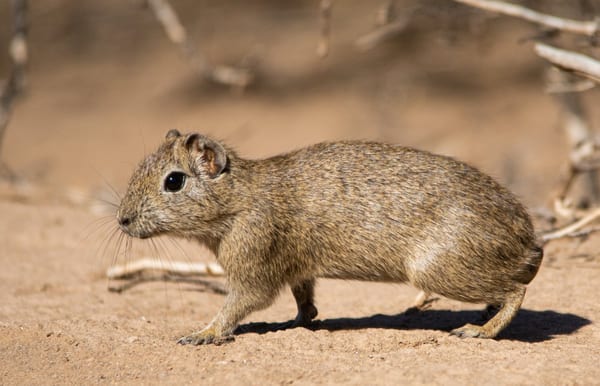 Cuis chico (Microcavia australis)