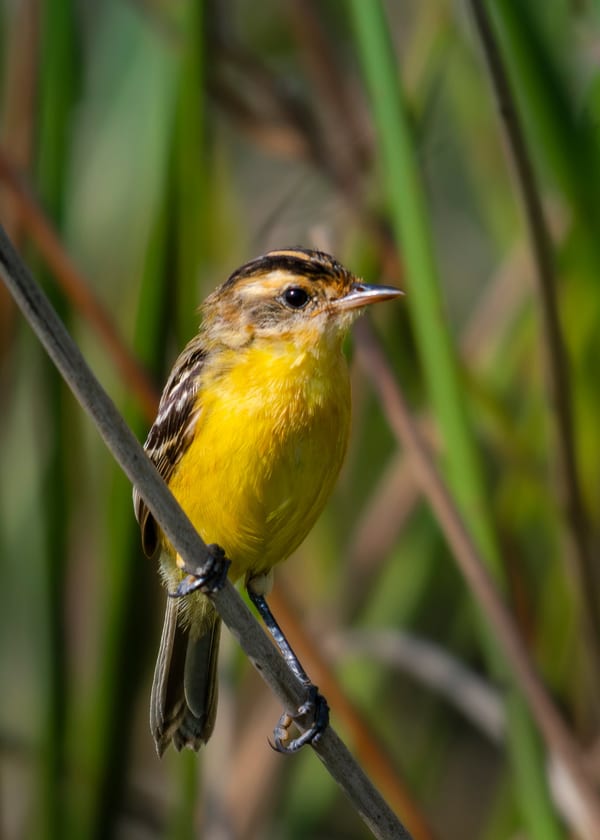 Doradito copetón (Pseudocolopteryx sclateri)