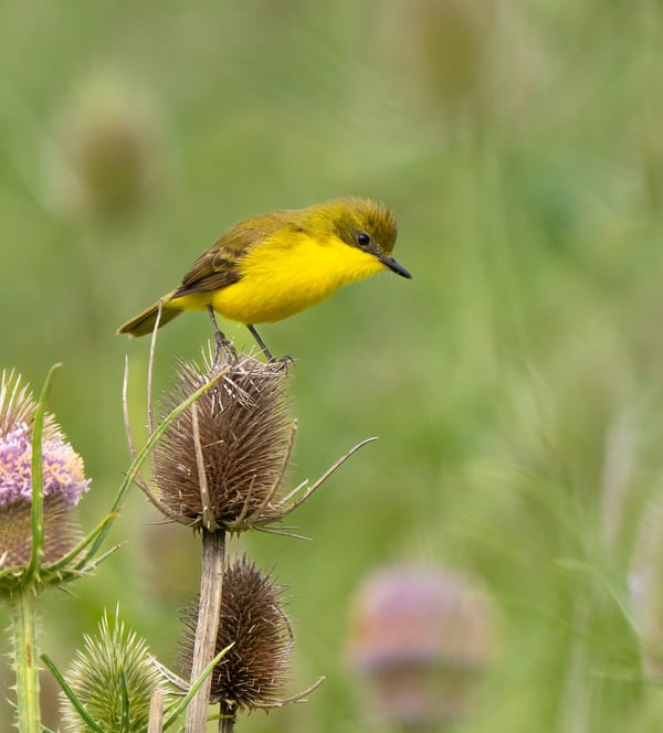 Doradito oliváceo (Pseudocolopteryx acutipennis)