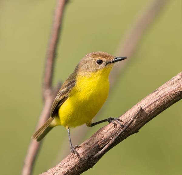Doradito pardo (Pseudocolopteryx dinellianus)