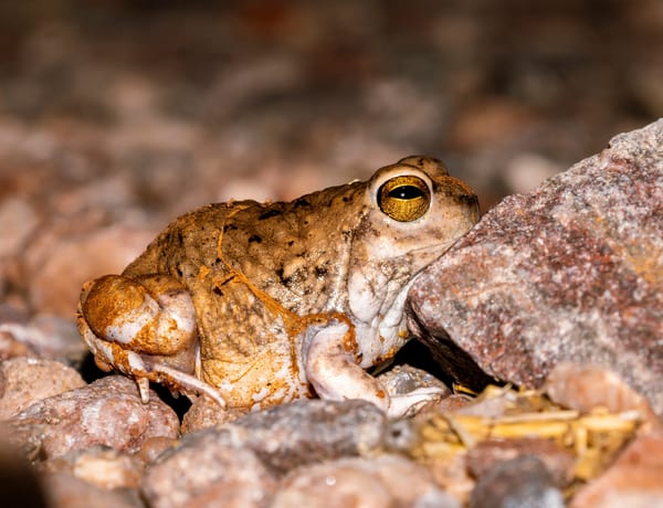 Escuercito fantasma (Pleurodema nebulosum)