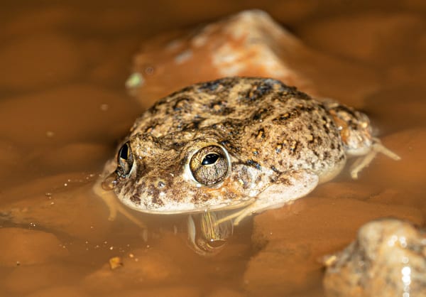 Escuercito fantasma (Pleurodema nebulosum)