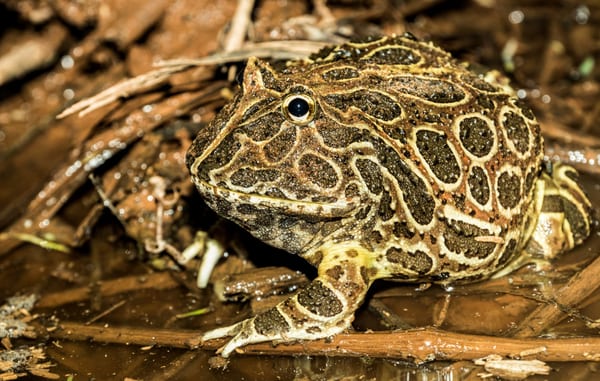 Escuerzo chaqueño (Ceratophrys cranwelli)