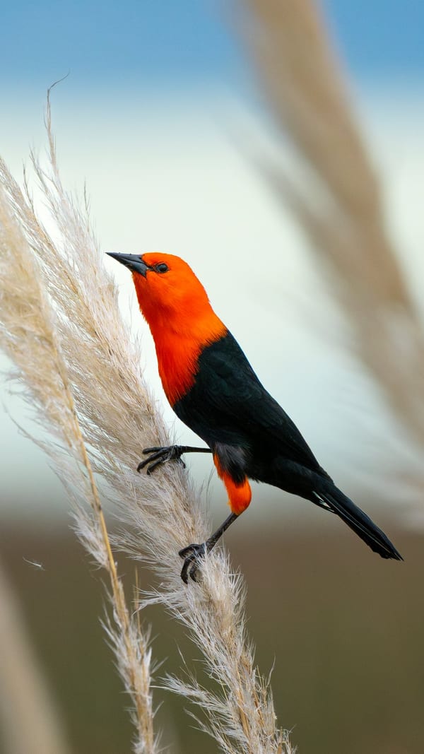 Federal (Amblyramphus holosericeus)