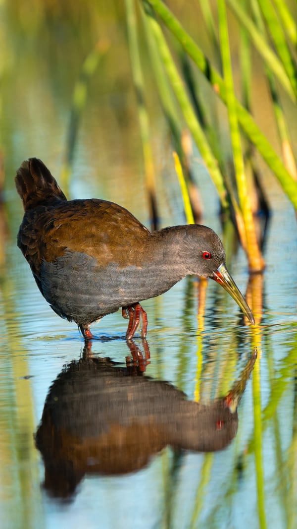 Gallineta pico pintado (Pardirallus sanguinolentus)