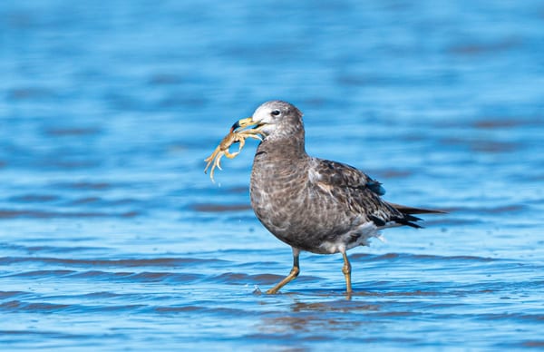 Gaviota cangrejera (Larus atlanticus)