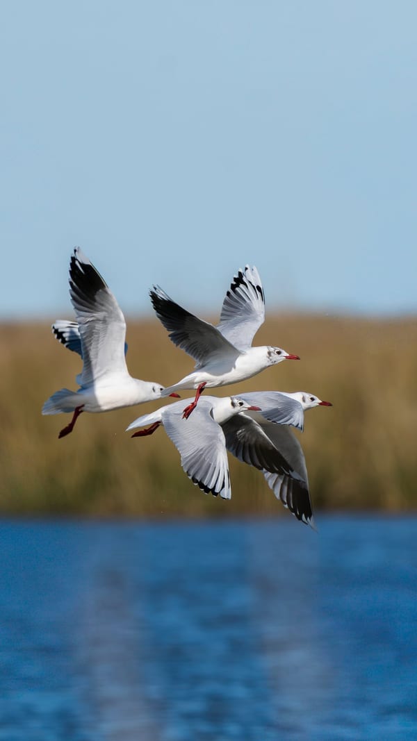 Gaviota capucho café (Chroicocephalus maculipennis)