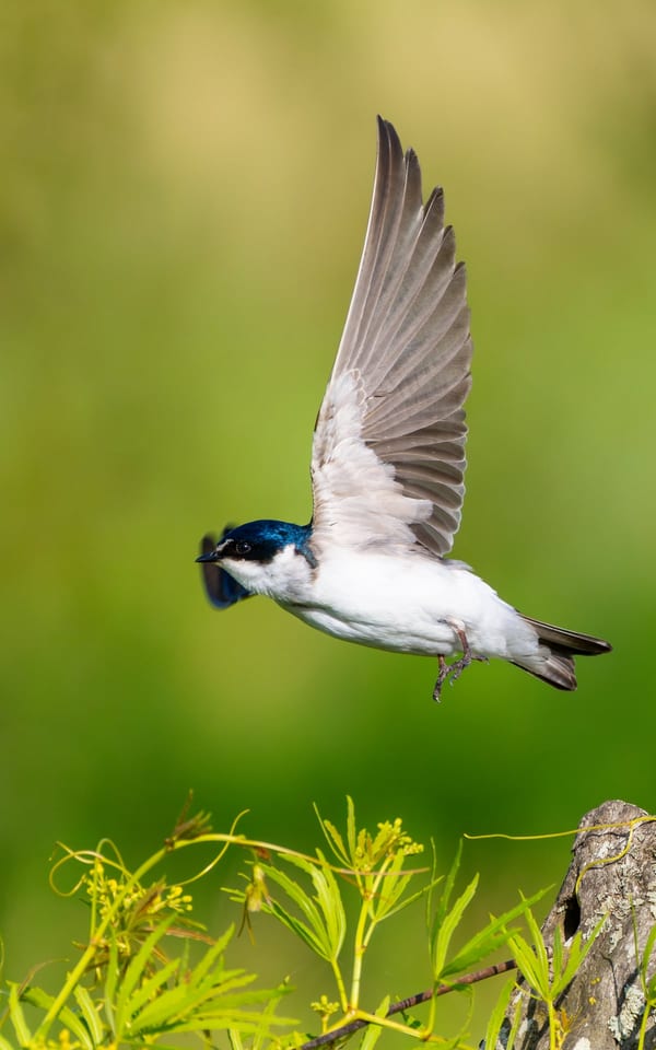 Golondrina ceja blanca (Tachycineta leucorrhoa)
