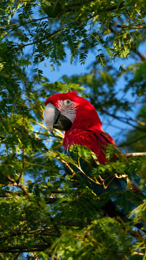 Guacamayo rojo (Ara chloropterus)