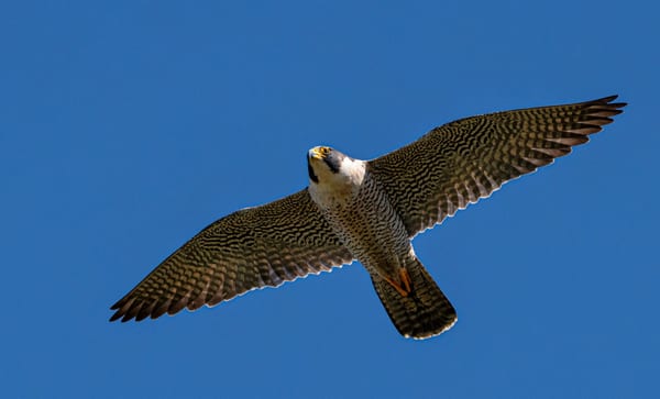 Halcón peregrino (Falco peregrinus)