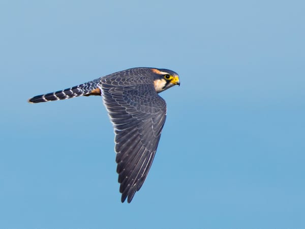 Halcón plomizo (Falco femoralis)