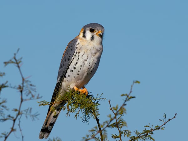 Halconcito colorado (Falco sparverius)