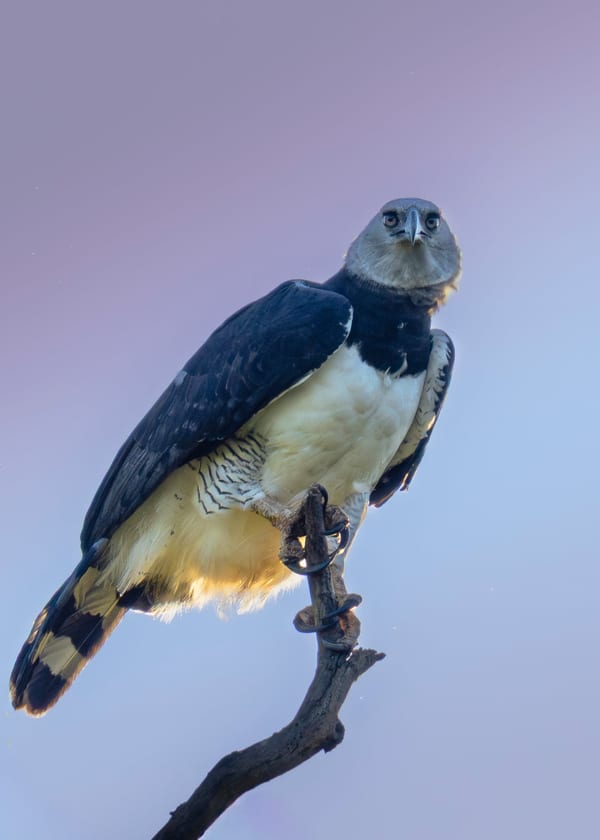 Harpía (Harpia harpyja)