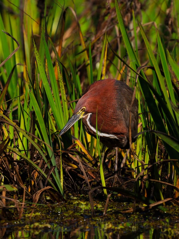 Hocó colorado (Tigrisoma lineatum)