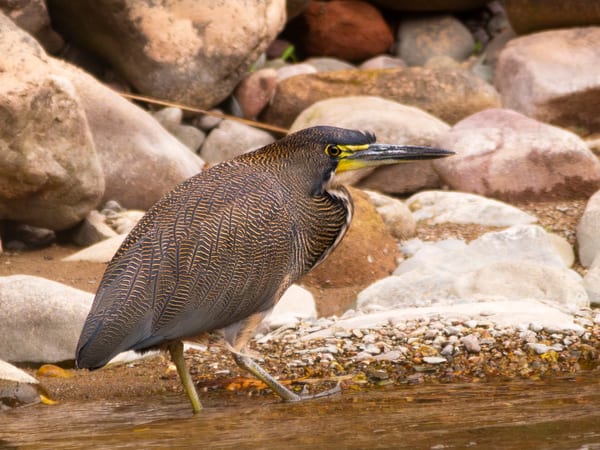 Hocó oscuro (Tigrisoma fasciatum)