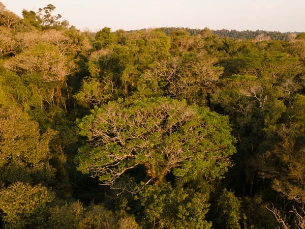 Ibirá pitá en la selva de Yabotí