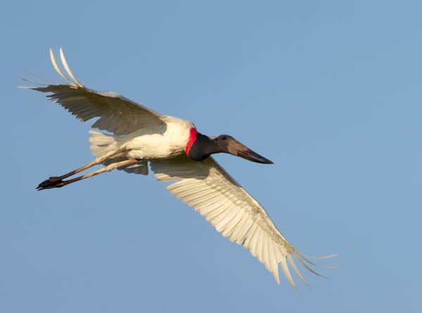 Jabirú (Jabiru mycteria)