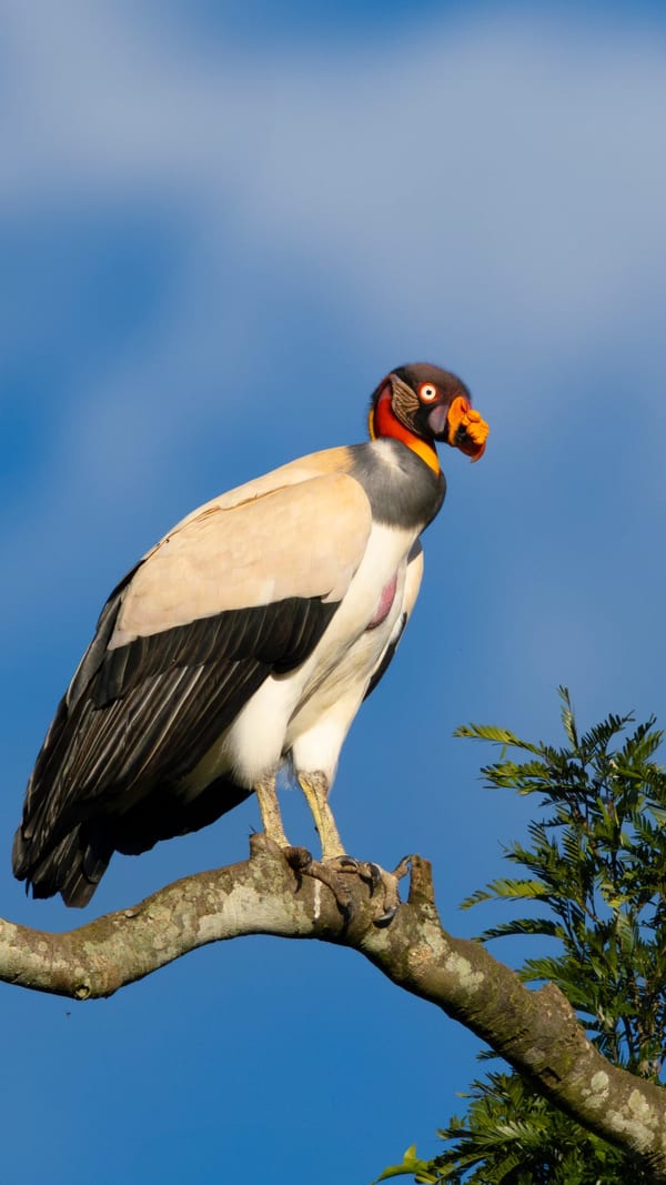 Jote real (Sarcoramphus papa)