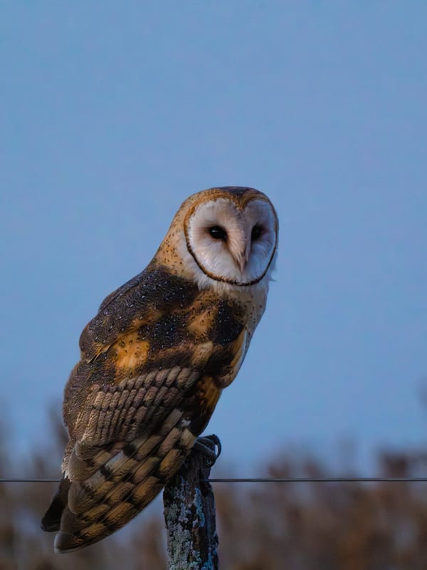 Lechuza de campanario (Tyto furcata)